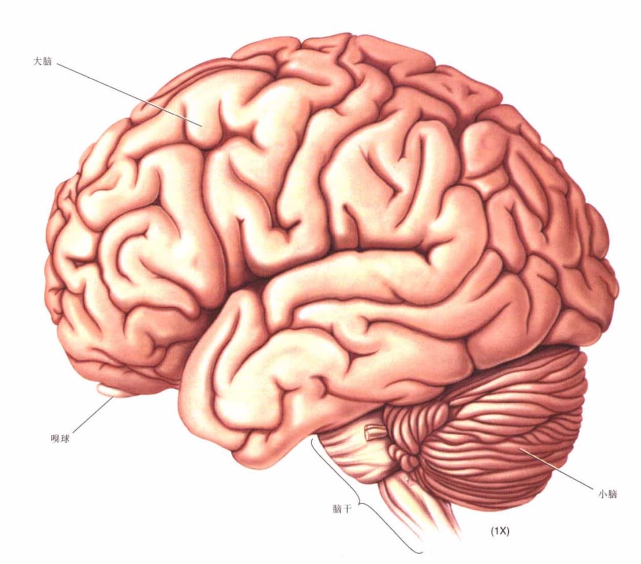 求一张比下图大脑皮层沟回标注更全一些的大脑图片_百度知道